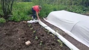 Первые всходы.
