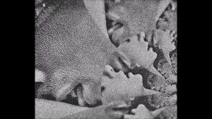 Карина Королева-Гембицкая стихотворение "МЫ"