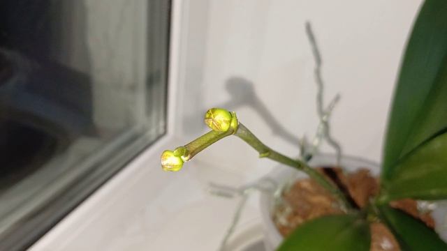 Цветение орхидеи Fuller s Sunset бантик.