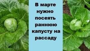 В марте пора сеять раннюю капусту на рассаду