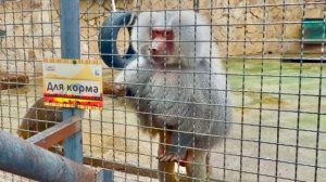 Мама Джульетта и папа Ромео отказались от малышки Николь и еще и кидаются на меня😁