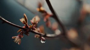 МЕЛОДИЯ ВЕСНЫ.