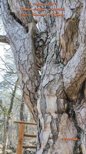 13 марта 2026 г. Самая старая и крупная сосна Палласа в Крыму #ялта #ялта2026 #соснапалласа