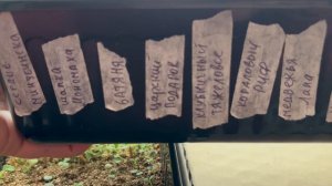 Рассада томатов 2026, перцев и цветы