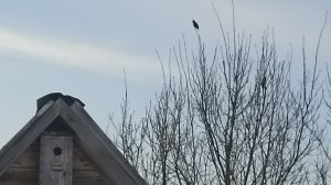 Скворцы прилетели! Идём  к Селецкому озеру.