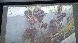 Длиннорукавная формировка винограда