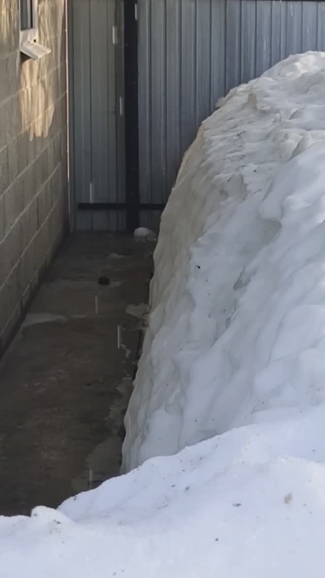 Весенняя капель...