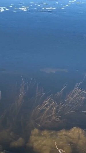 Видео от За Трофеем: Охота и Рыбалка