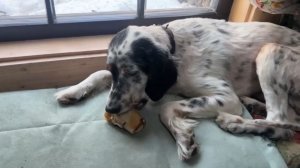 Лиса-Алиса. Находка на улице