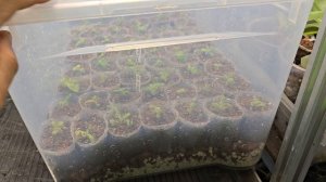 вырашиваем бананы