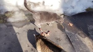 Дуся, Козюля и весна