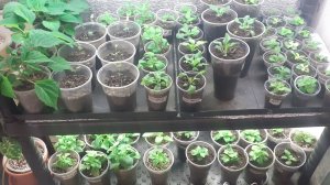 15.03.2026 Томаты второго срока посева, новые семена эустомы и немного о петунии.