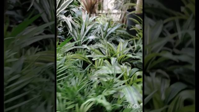 Цветы в магазине OBI  8 марта