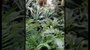 Цветы в магазине OBI  8 марта