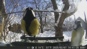 ПТИЦЫ на кормушке В САДУ / Фотоловушка в саду