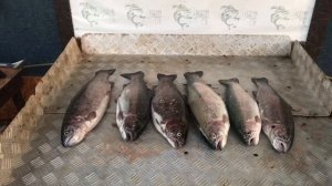 улов форели на 10 кг