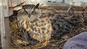 Борьба с сугробами, прекрасная наседка и ольховая ваза