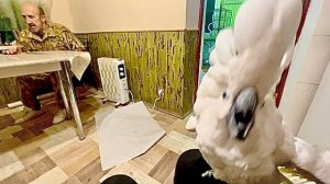 Влад переделывает стол, а Кеша делает мне нервы с прической и лает папе советы)))