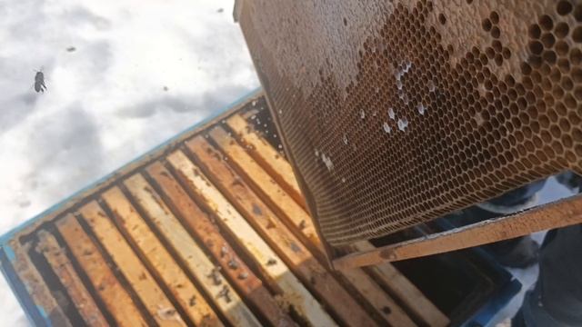 Пасека пчелосемьи в марте