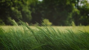 Ahmad Zahir. Mast shudam/Аҳмад Зоҳир. Маст шудам