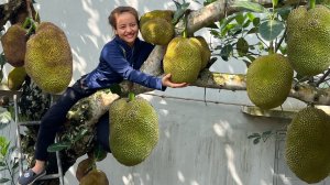 Собираю урожай джекфрута для продажи на рынке и ухаживаю за курами и свиньями. Энн