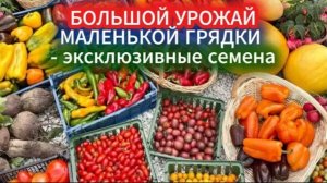 Хотите урожай с маленькой грядки? Вот какие эксклюзивные семена нужны