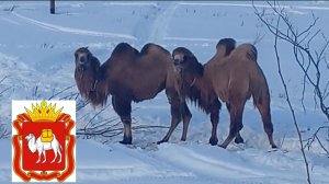 Верблюды в Челябинской области. Верблюд герб Челябинской области.