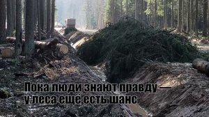 Уничтожение Мельничного леса в Вырице