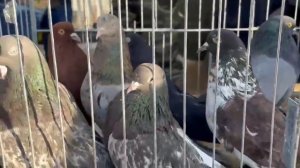 15.03.2026г Ярмарка г Тула !!!