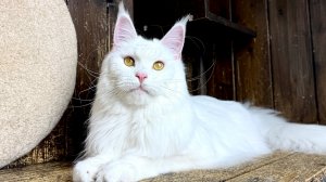 Ежиния Чаритон Кун - весна 2026