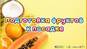 Проект естественно - научной направленности «Юный садовод: выращиваем экзотические фрукты».