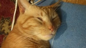 Сладенький милый котик Бутузик спит наш прекрасный пупсик