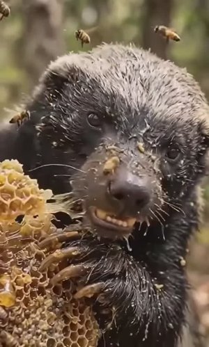 Медоед и Мед