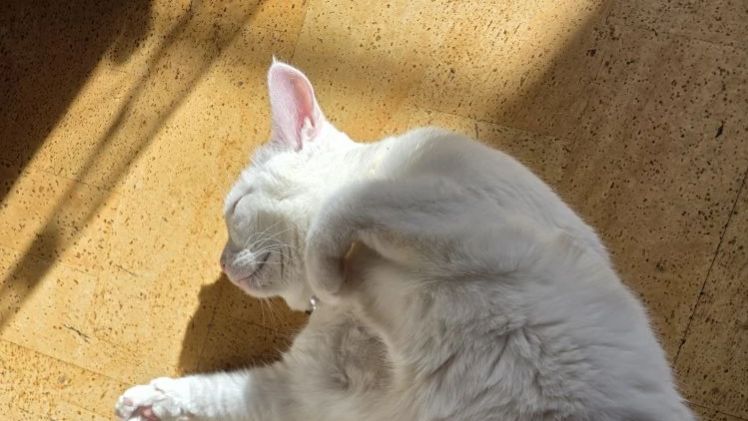 Милка загорает на весеннем солнышке