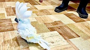 У нашего Жорика почти ОТРОС ХВОСТ и он хвастается им перед папой Владом!!!