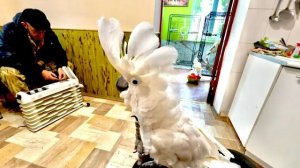 Пока папа чинил обогреватель Кеша рассказал мне как все какаду ведут себя пока меня нет)))