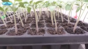 Первая подкормка рассады томатов 🌱 Чем подкормить рассаду помидоров для крепкого роста