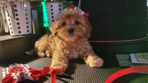 Красотка Кавапу