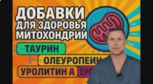 Что повышает работу митохондрий
