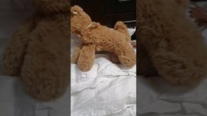 Моё первое видио ☺️собака 🐕Грейси