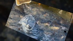 Запуск форели