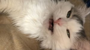 пытаюсь играть в разные игры:)))