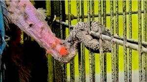 Это не ноги попугая, это ОКОРОЧКА БУША, это ж надо с такой страстью себя общипать)))