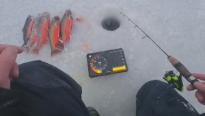 зимняя ловля арктического Гольца!