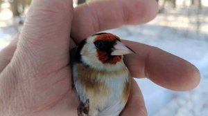 Ловля птиц 15.03.2026.