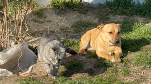 ❤️Праздники не повод халтурить/ Подарки соседушкам/ Креветки по Сабылински