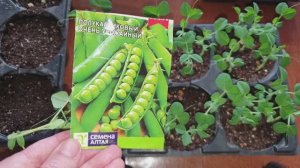 Зелёный горошек ранней весной. Урожайно- Букетный способ.