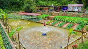 Продаю урожай водяного шпината Установила автоматический распылитель воды в пруду.Серия 54.Ли Фук Ви