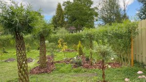 Сад Ивушка 13 августа 2025