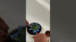 сажаем цветочек